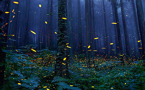 fireflies image desktop, HD wallpaper HD wallpaper