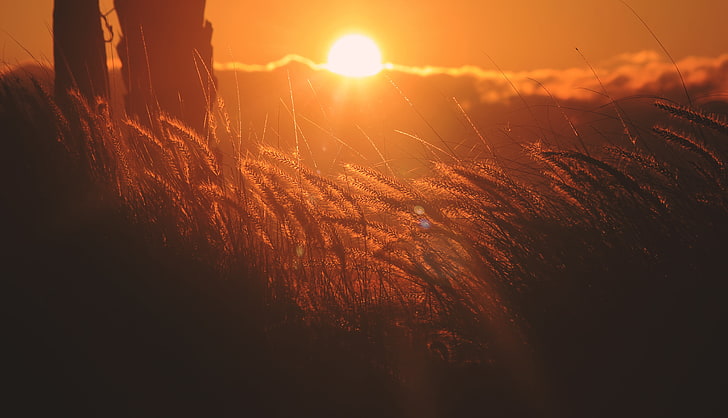 campo di grano e tramonto, spighe di grano, luce, tramonto, Sfondo HD