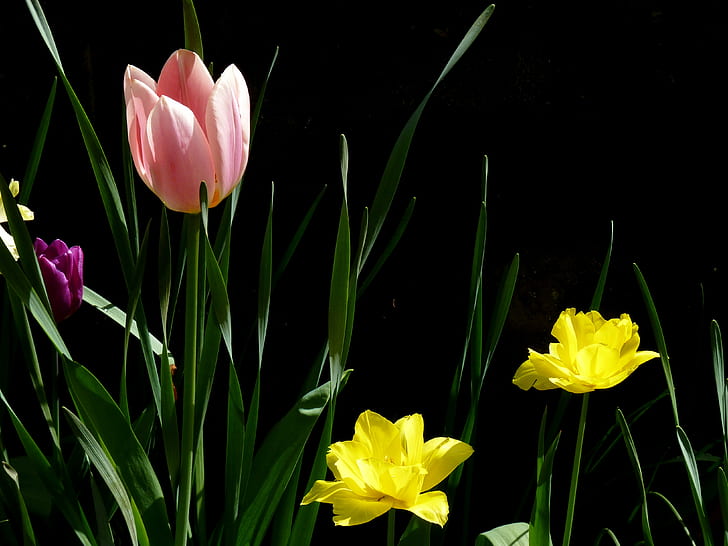분홍색과 노란색 꽃잎 꽃, 튤립, 자연, 봄 날, 꽃, 식물, 노랑, 계절의 사진, HD 배경 화면