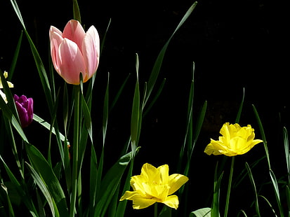 фотография розовых и желтых лепестковых цветов, тюльпан, природа, весна, цветок, растение, желтый, сезон, HD обои HD wallpaper