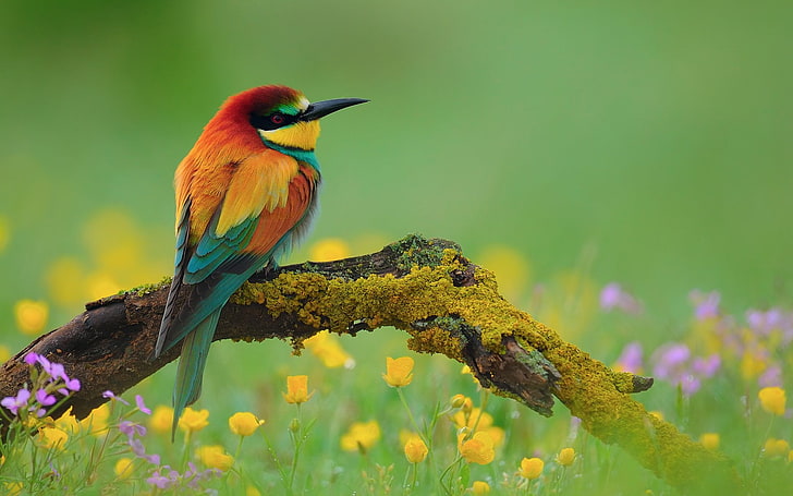 oiseau orange et vert, oiseaux, animal, apiculteur, oiseau, branche, coloré, apiculteur européen, fleur, nature, printemps, Fond d'écran HD
