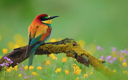 orange and green bird, Birds, Animal, Bee-Eater, Bird, Branch, Colorful, European Bee-Eater, Flower, Nature, Spring, HD wallpaper HD wallpaper