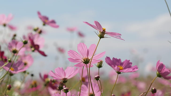 close up focus photo of pink-petaled flowers at daytime, close up, focus, photo, pink, daytime, cosmos, flower, japan, sky, autumn, nature, pink Color, cosmos Flower, plant, summer, HD wallpaper