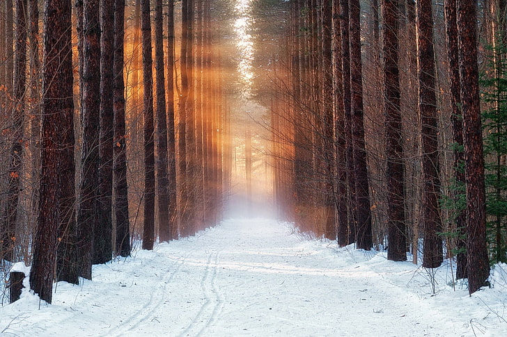 коричневые стволы деревьев, холод, зима, лес, снег, утро, HD обои