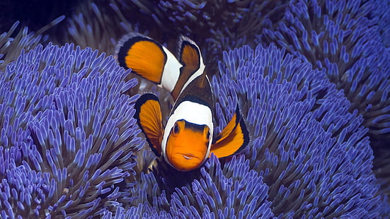 clownfish, havsanemon, under vattnet, blå, pomacentridae, fisk, marinbiologi, anemonfisk, blomma, ryggradslös, korallrevfisk, organism, makrofotografering, närbild, korallrev, rev, HD tapet HD wallpaper