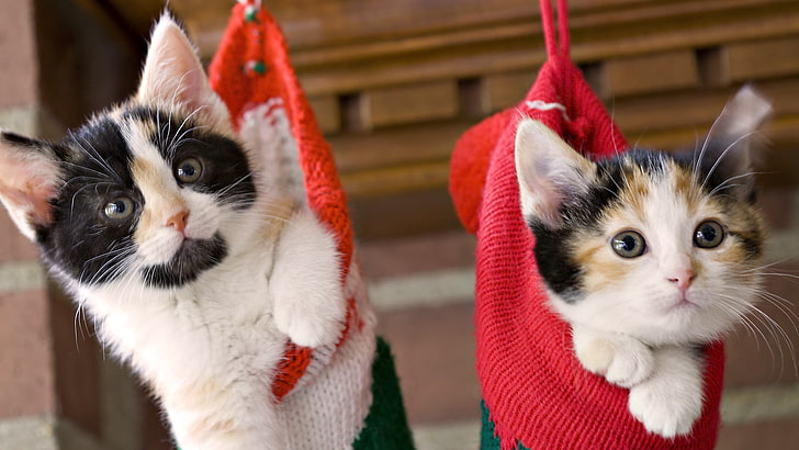 two short-furred white-and-black kittens, kittens, hang, socks, holiday, christmas, fluffy, couple, HD wallpaper