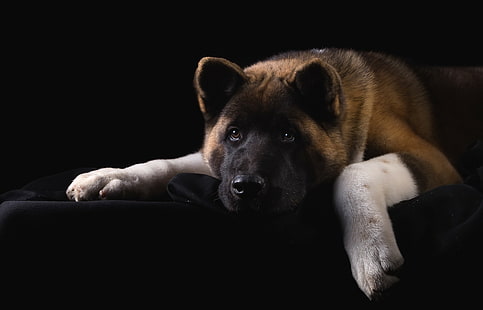Amerikanischer Akita, Hund, tan Schwarzweiss-Akita inu, Gesicht, Porträt, traurig, Hund, amerikanischer Akita, HD-Hintergrundbild HD wallpaper