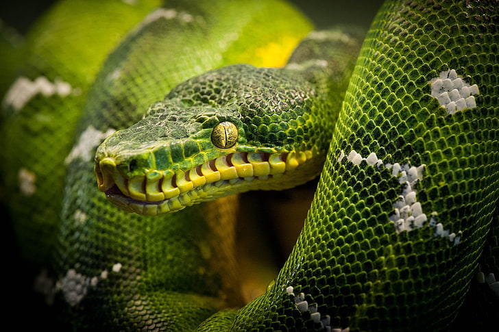 serpiente verde, serpiente, pitón, reptil, Fondo de pantalla HD