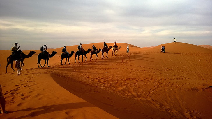 茶色のラクダ、ラクダ、キャラバン、砂漠、サファリ、砂丘の群れ、 HDデスクトップの壁紙