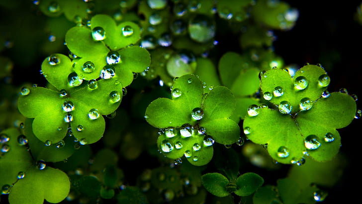 قطرات ماء الأوراق ، نبات الورقة الخضراء ، الأوراق ، الماء ، القطرات، خلفية HD