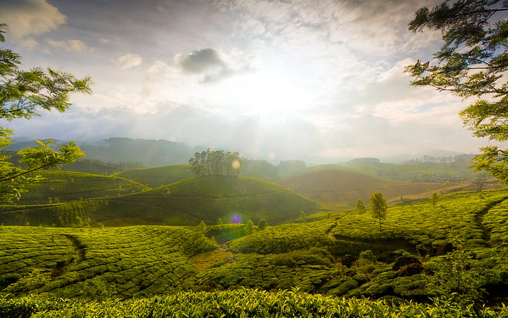 Jardines de té, colinas, Munnar, Fondo de pantalla HD