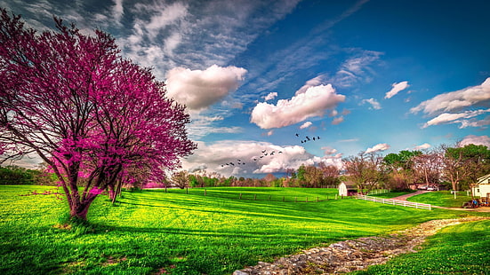 arbol, naturaleza, paisajes, prado, primavera, Fondo de pantalla HD HD wallpaper
