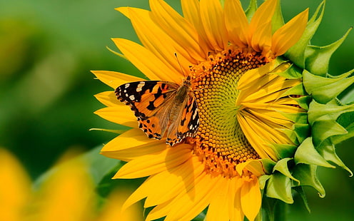 gambar keren bunga matahari, Wallpaper HD HD wallpaper