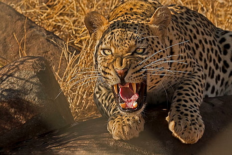 Leopard Wild Cat Predator Teeth Desktop Backgrounds, котки, фонове, десктоп, леопард, хищник, зъби, див, HD тапет HD wallpaper