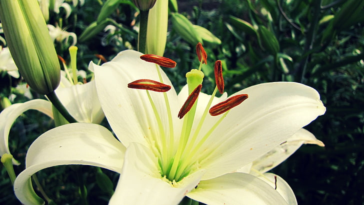 бяла лилия цвете, природа, макро, растения, цветя, бели цветя, лилии, HD тапет
