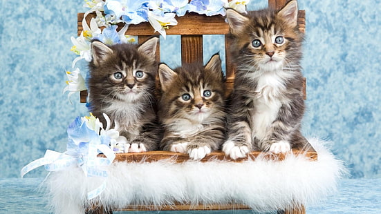 Katzen, Kätzchen, niedlich, Tier, HD-Hintergrundbild HD wallpaper