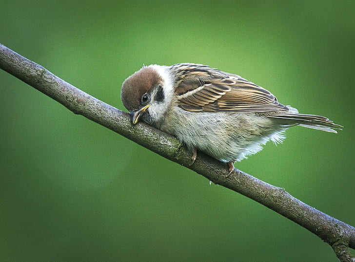 Eurasian Tree Sparrow uppflugen på kvist, Eurasian Tree Sparrow, kvist, mazurek, Wróbel, Passer montanus, ung, fågel, djur, natur, djurliv, sparv, gren, näbb, liten, utomhus, HD tapet