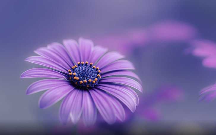 Purple Blue Flower Hd Wallpapers For Mobile Phones And Computers, HD wallpaper