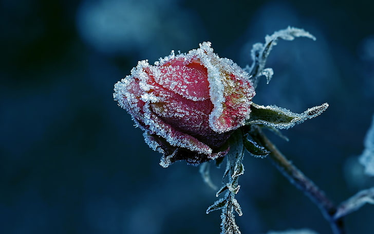 червена замразена роза, роза, слана, макро, лед, цветя, растения, студ, червени цветя, HD тапет