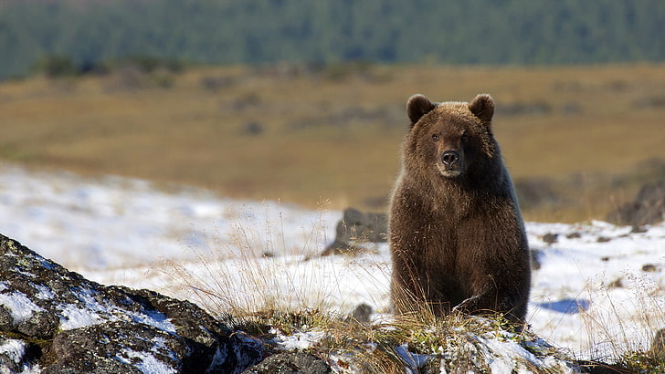 brown bear, nature, background, bear, HD wallpaper