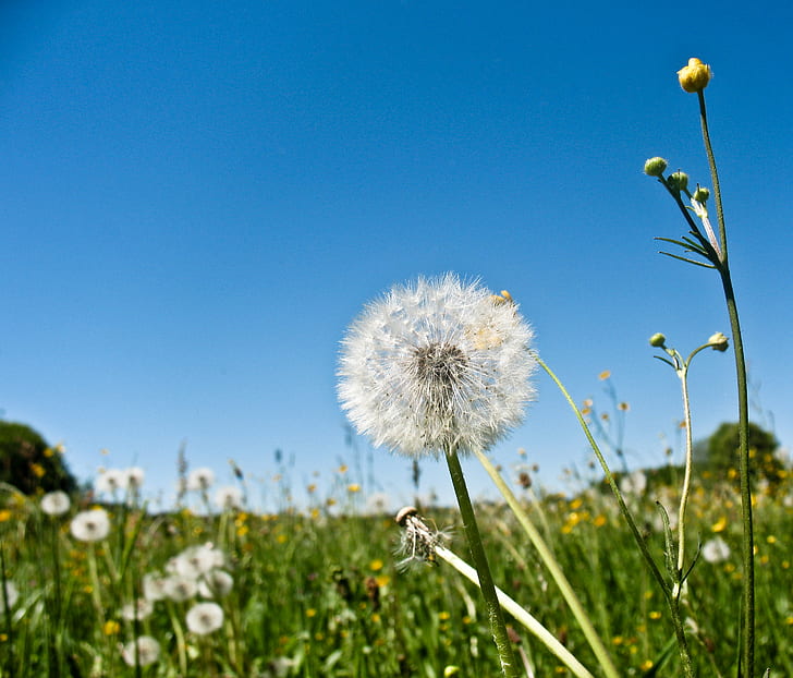 fleur d'herbe blanche, pissenlit, pissenlit, pissenlit, blanc, herbe, fleur, chiemsee, été, macro, nature, plante, prairie, graine, bleu, ciel, printemps, à l'extérieur, champ, beauté dans la nature, Fond d'écran HD