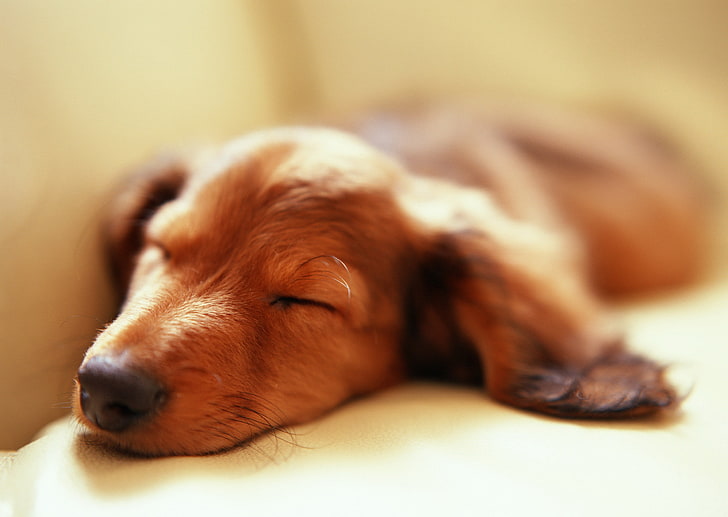 filhote de cachorro curto-bronzeado, animais, cachorro, dormindo, profundidade de campo, HD papel de parede