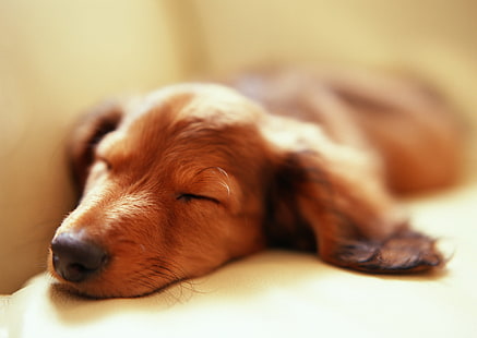 جرو تان قصير المغلفة ، حيوانات ، كلب ، نائم ، عمق المجال، خلفية HD HD wallpaper