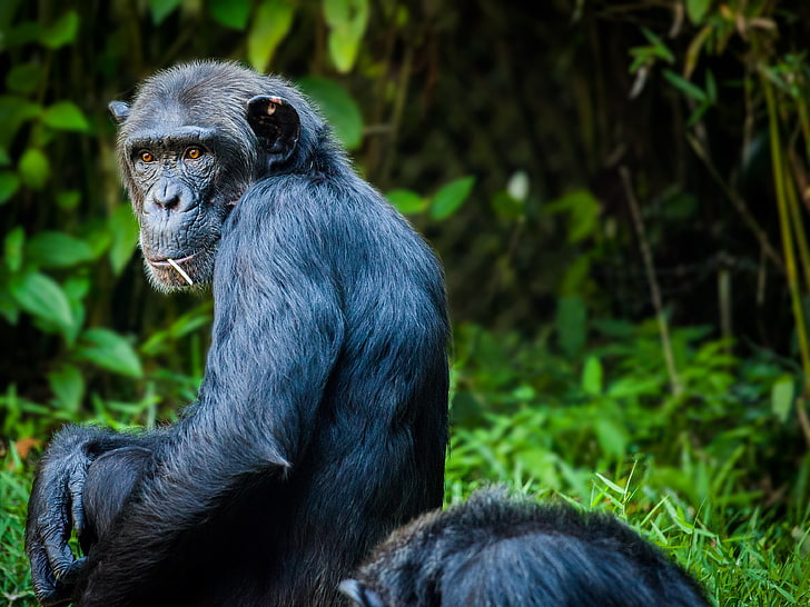 взрослый шимпанзе, шимпанзе, обезьяна, шерсть, сидеть, HD обои