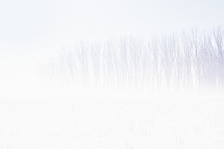 الثلج ، الشتاء ، الأشجار ، الأبيض ، الخلفية البيضاء، خلفية HD