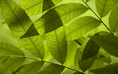 зеленина, лято, свежест, зелен, дърво, зеленина, листа, пролет, листа, падащи листа, широкоекранен, s, за десктоп, макрос, отливка, най-добрите s за вашия работен плот, скрийнсейвъри за вашия работен плот, изтегляне, зелен макрос, HD тапет HD wallpaper