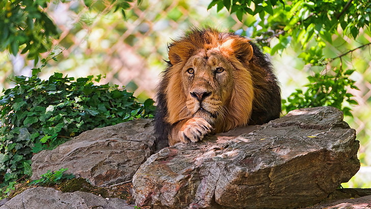 สิงโตคุณภาพสูง, วอลล์เปเปอร์ HD