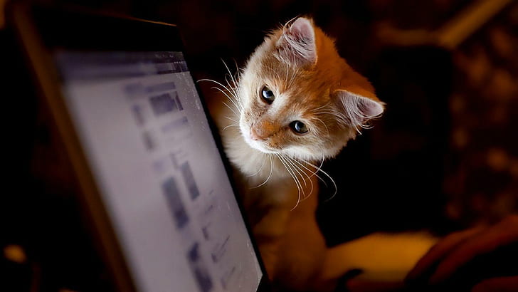 Kitty Likes Computer, computer, sweet, animals, kitty, HD wallpaper