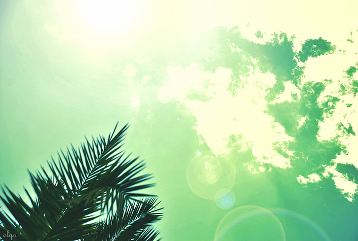 clear sky, palm trees, sky, clouds, sunlight, Sun, summer, lens flare, HD wallpaper