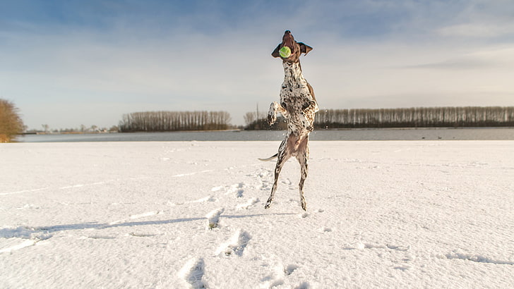 gambar anjing berburu pointer shorthaired Jerman, Wallpaper HD
