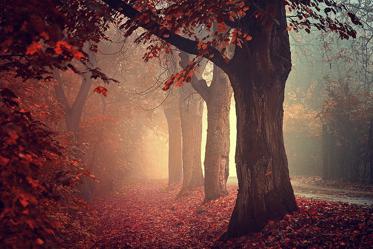 czerwone drzewo liściaste, zdjęcie czerwonego kwitnącego drzewa, natura, drzewa, jesień, liście, czerwony, ścieżka, mgła, las, czerwone liście, relaks, fotografia, spokój, Tapety HD