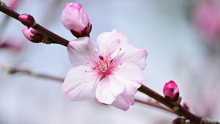 blossom, HD wallpaper