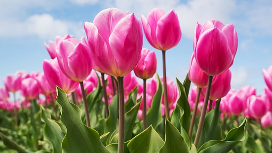 Fiori, tulipano, fiore, fiore rosa, Sfondo HD HD wallpaper