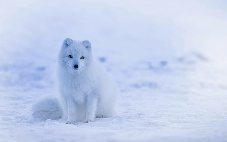 арктическа лисица, фонове на полярна лисица, сняг, Изтегляне 3840x2400 Арктическа лисица, HD тапет