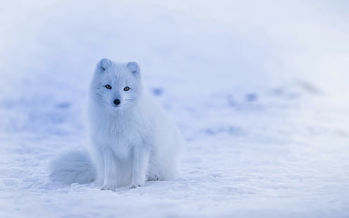renard arctique, arrière-plans de renard polaire, neige, Télécharger 3840x2400 Renard arctique, Fond d'écran HD HD wallpaper
