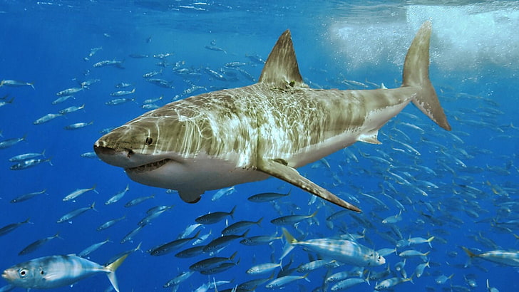 tiburones, bajo el agua, peces, Fondo de pantalla HD