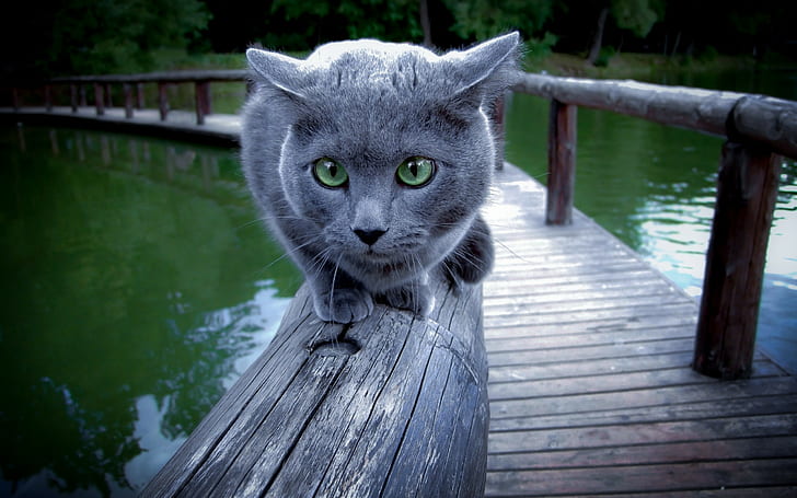 cat russian blue animals, HD wallpaper