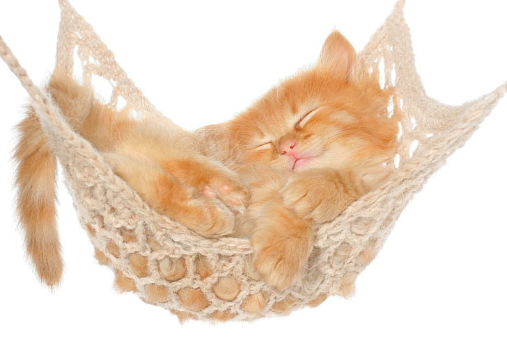 cat, hammock, kitten, red, fluffy, hammock, kitten, fluffy, HD wallpaper