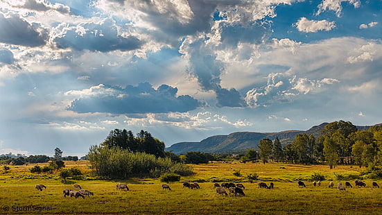 農場の写真、アフリカの空の下、農場、写真、雲、空、南アフリカ、サバンナ、牧場、木、マンジ、マガリスバーグ、山、マガリスバーグ、羊、動物、自然、動物、牛、牧草地、放牧、牛、田園風景、群れ、草、屋外、哺乳類、山、風景、牧草地、農業、 HDデスクトップの壁紙 HD wallpaper