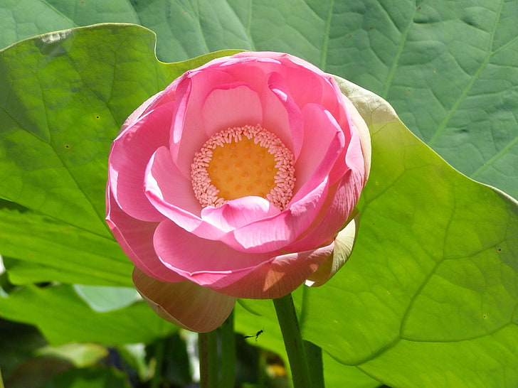 водное растение, красивые цветы, розовый, HD обои