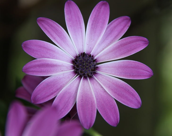 Bel fiore, fiore viola Osteospermum, natura, fiori, Sfondo HD