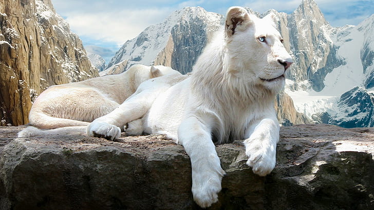 animals, cats, Feline, lions, mountains, snow, white, HD wallpaper