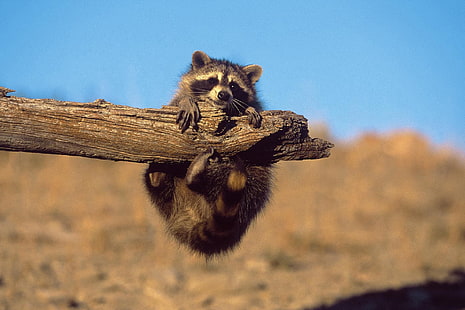brown raccoon, raccoons, branch, HD wallpaper HD wallpaper