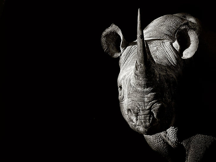 Animal, Rhino, Black & White, Wildlife, HD wallpaper