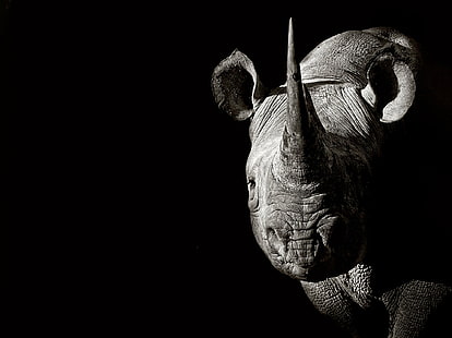 حيوان ، وحيد القرن ، أسود وأبيض ، حياة برية، خلفية HD HD wallpaper