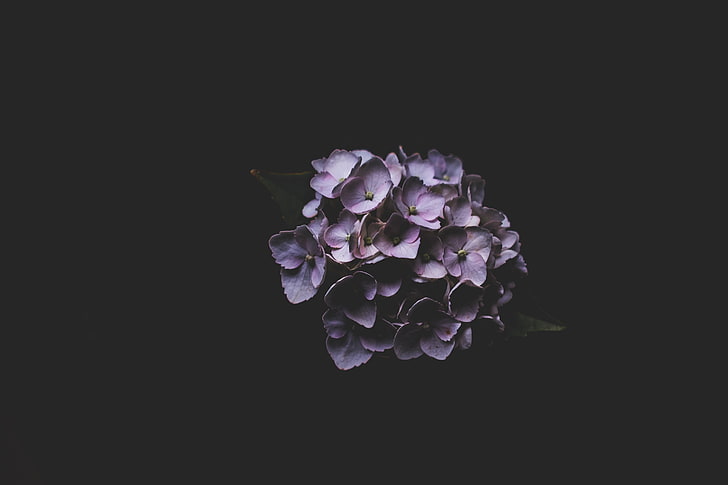 lila lila, hortensia, mörk, blommor, HD tapet